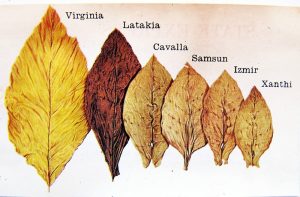 تنباکوهای شرقی: کاوش در اعماق تاریخ، خاک و هنر ترکیبسازی در دنیای پیپ
