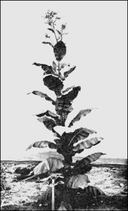 تنباکوهای شرقی: کاوش در اعماق تاریخ، خاک و هنر ترکیبسازی در دنیای پیپ