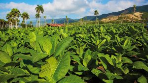 کاوش در معماری، شیمی و فلسفه سیگار برگ